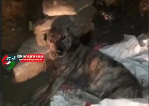 پیگیری کرج رسا نتیجه داد / سگ زخمی نجات یافت