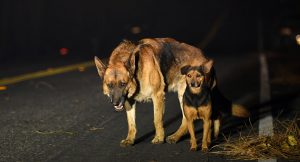 ایجاد گشت ویژه سگ های بلاصاحب در کرج