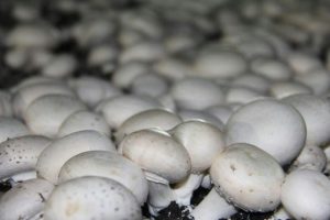 آشنایی با خواص شگفت انگیز قارچ