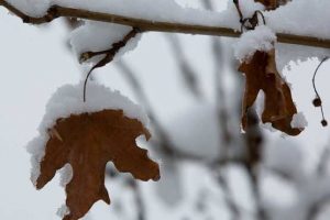 آغاز بارش برف و باران از روز جمعه