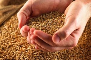 غذایی که موجب استحکام استخوان ها می‌شود