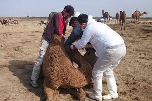 آخرین جزئیات مشاهده ویروس کرونا در شترهای جاسک و سیریک