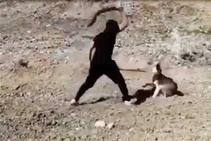 قضاوت کنید، کدامیک حیوان اند