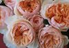 تاثیر عطر گل رز در بهبود توانایی یادگیری و خواب بهتر