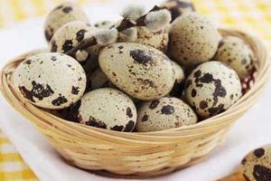 آشنایی با فواید تخم بلدرچین