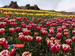 مزرعه گردشگری لزور