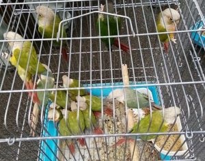 فروشنده گونه های وحشی پرنده در کرج شناسایی شد