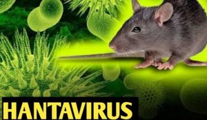 آنچه باید از هانتا ویروس بدانید