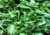 آشنایی با خواص گیاه آروگولا