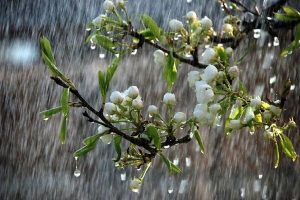 پیش بینی بارش های شدید تا عصر پنجشنبه در البرز