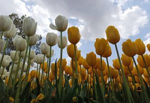 بیست و دومین جشنواره لاله های گچسر برگزار نمی‌شود