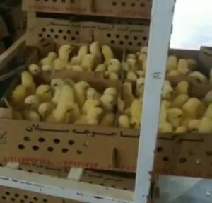 شدیدترین برخوردها در انتظار جوجه کُش ها