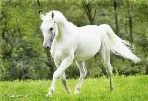 مروری بر جایگاه اسب در اساطیر ایرانی
