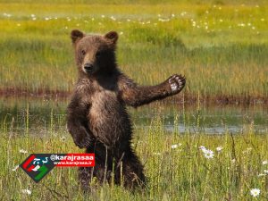 مشاهده خرس در کوههای جاده چالوس