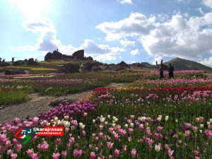 دشت لاله های البرز در روستای کندر