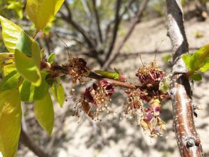 خسارت چهار درصدی سرما و  تگرگ به باغات البرز