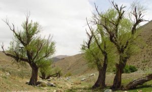 دره وسیه کرج؛ طبیعتی بکر نزدیک پایتخت + فیلم
