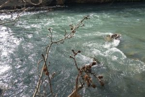 رودخانه کرج باز هم قربانی گرفت