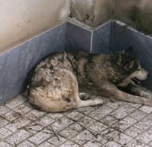 سگ هاسکی را با گرگ اشتباه گرفته بودند