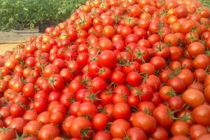 فواید آب گوجه‌ فرنگی را جدی بگیریم