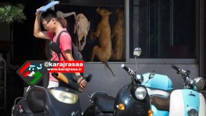 افتتاح نمایشگاه گوشت سگ در چین برغم نگرانی‌ فعالان حقوق حیوانات