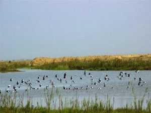تنها تالاب فصلی البرز جان دوباره گرفت