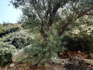 دره وسیه کرج