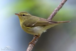 ۲ گونه جدید پرنده در البرز به ثبت رسید + عکس