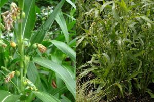 گیاه شال تسبیح را بشناسید