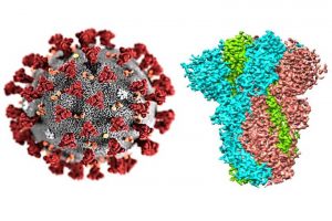 کشف راهکار موثر برای نابودی کرونا در بدن