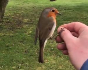 کشف چندین پرنده از یک منزل مسکونی در ماهدشت کشف چندین پرنده از یک منزل مسکونی در ماهدشت