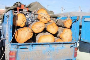 کشف یک تن چوب قاچاق در طالقان