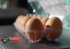 اجرای کامل طرح بسته بندی تخم مرغ در البرز