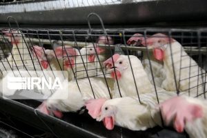 البرز عاری از بیماری آنفلوانزای فوق حاد پرندگان است