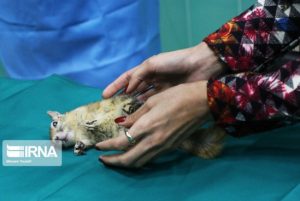 عمل جراحی چشم سنجاب برای اولین بار در دنیا
