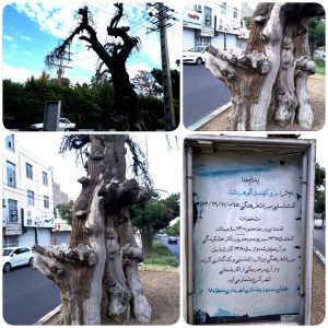 درختی به بلندای تاریخ در قلب کرج