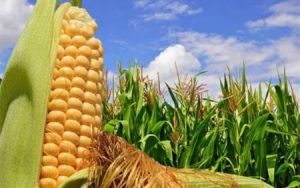 محققان دانشگاه تهران به راهکار بهبود خاصیت سبوس ذرت دست یافتند