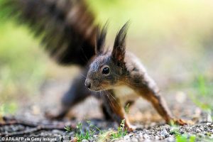 هشدار جدی؛ سنجاب ها هم مبتلا به طاعون خیارکی می شوند