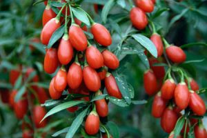 ۱۱ خاصیت عالی گوجی بری/ از لاغری تا پیشگیری از دیابت