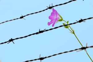 ستاد آزادی زندانیان جرایم غیر عمد در البرز تشکیل شد