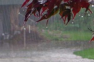 پیش بینی وزش باد شدید و بارش های تندری از شنبه در البرز