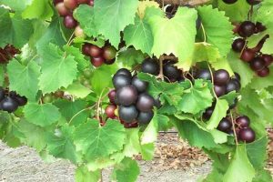 این مواد غذایی مانع تکثیر کرونا می‌شود