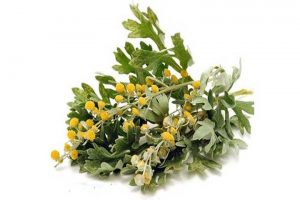 گیاهی با ده ها خاصیت درمانی