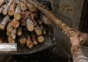 مدیرکل منابع طبیعی البرز: عرصه بر قاچاقچیان چوب تنگ می شود