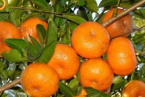 فواید نارنگی برای دیابتی‌ ها