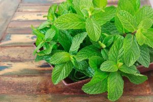 نعنا؛ کلید درمان بسیاری از بیماری ها