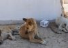 رها سازی سگ ها در کرج به معضل زیست محیطی تبدیل شده است