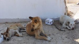 رها سازی سگ ها در کرج به معضل زیست محیطی تبدیل شده است
