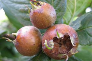 میوه ای برای مقابله با کم خونی و آلزایمر