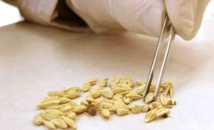 ایران به جمع کشورهای صادرکننده گواهینامه بین المللی بذر پیوست